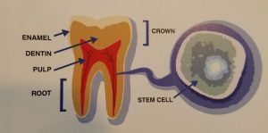stem-cell